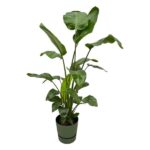 Strelitzia Nicolai inklusive elho Greenville Round grön - 160cm - Ø30
