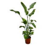 Strelitzia Nicolai inklusive elho Greenville Round brun - 180 cm - Ø30