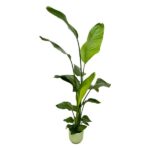 Strelitzia Nicolai inklusive elho Vibes Fold Round grön - 130 cm - Ø18