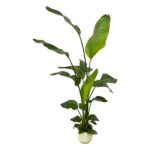 Strelitzia Nicolai inklusive elho Vibes Fold Round vit - 130 cm - Ø18