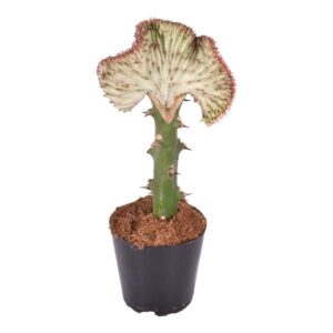 Euphorbia lactea Cristata röd - 35 cm - ø12
