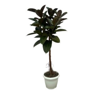 Ficus Elastica Robusta stam