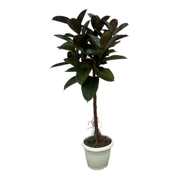 thumbnail_600-9431 Ficus Elastica Robusta stam - Bild 1