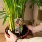 Areca palm - Ø24cm - ↕130cm - Bild 6