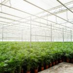 Areca palm - Ø24cm - ↕130cm - Bild 7