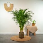 Areca palm - Ø21cm - ↕110cm - Bild 2