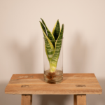 Sanseviera i Cylinder glas - Ø12cm - ↕30cm - Bild 2