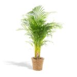 Areca med korg - ↨110cm - Ø21cm