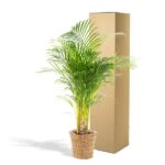 Areca med korg - ↨110cm - Ø21cm - Bild 4