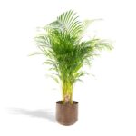 Areca palm med kruka - ↨110cm - Ø21cm