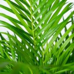 Areca palm med kruka - ↨110cm - Ø21cm - Bild 2