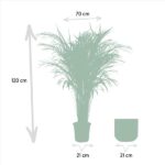Areca palm med kruka - ↨110cm - Ø21cm - Bild 3