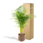 Areca palm med kruka - ↨110cm - Ø21cm - Bild 4