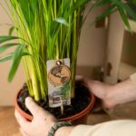 Areca palm med kruka - ↨110cm - Ø21cm - Bild 5