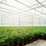 Areca palm med kruka - ↨110cm - Ø21cm - Bild 6