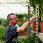 Areca palm med kruka - ↨110cm - Ø21cm - Bild 7