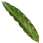 Calathea Wavestar - 80 cm - Ø19cm - Bild 2