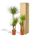Dracaena - ↨120cm - Ø21cm + Yucca - ↨100cm - Ø21cm - Bild 6