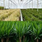 Dracaena - ↨120cm - Ø21cm + Yucca - ↨100cm - Ø21cm - Bild 8