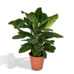 Calathea Zebrina - Påfågel växt  - 80cm - Ø19