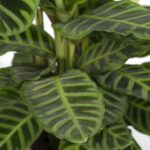 Calathea Zebrina - Påfågel växt  - 80cm - Ø19 - Bild 3