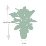 Calathea Zebrina - Påfågel växt  - 80cm - Ø19 - Bild 4