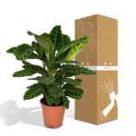 Calathea Zebrina - Påfågel växt  - 80cm - Ø19 - Bild 5