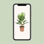 Aglaonema Silver Bay Ø17cm - ↕55cm - Bild 4