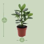 Clusia Rosea Princess - Ø12cm - ↕15cm - Bild 2