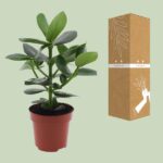 Clusia Rosea Princess - Ø12cm - ↕15cm - Bild 3