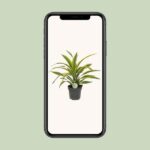 Dracaena Fragrans Lemon Lime Ø17cm - ↕40cm - Bild 4