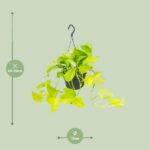 Epipremnum Golden Pothos - Ø15 - ↨25cm - Bild 2