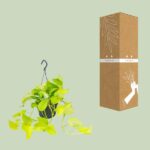 Epipremnum Golden Pothos - Ø15 - ↨25cm - Bild 3