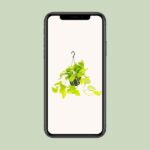 Epipremnum Golden Pothos - Ø15 - ↨25cm - Bild 4