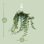 Hedera Helix Wonder - Ø17 - ↨70cm - Bild 2