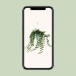 Hedera Helix Wonder - Ø17 - ↨70cm - Bild 4