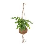 Kokodama Monstera Minima Häng - Hålväxt - 25cm - Ø15