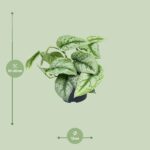 Scindapsus Pictus Trebie - Ø12cm - ↕15cm - Bild 2