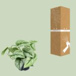 Scindapsus Pictus Trebie - Ø12cm - ↕15cm - Bild 3