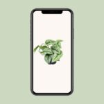 Scindapsus Pictus Trebie - Ø12cm - ↕15cm - Bild 4