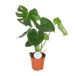 Monstera Deliciosa
