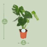 Monstera Deliciosa - Bild 2