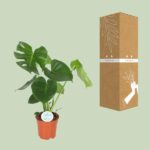 Monstera Deliciosa - Bild 3