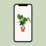 Monstera Deliciosa - Bild 4
