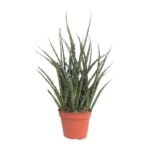 Sansevieria Fernwood Punk - Ø12cm - ↕30cm