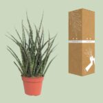 Sansevieria Fernwood Punk - Ø12cm - ↕30cm - Bild 3