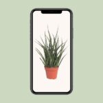 Sansevieria Fernwood Punk - Ø12cm - ↕30cm - Bild 4