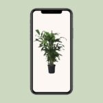 Caryota Mitis - Ø24cm - ↕120cm - Bild 4