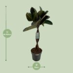 Ficus Elastica Burgundy - Ø24cm - ↕100cm - Bild 2