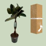 Ficus Elastica Burgundy - Ø24cm - ↕100cm - Bild 3